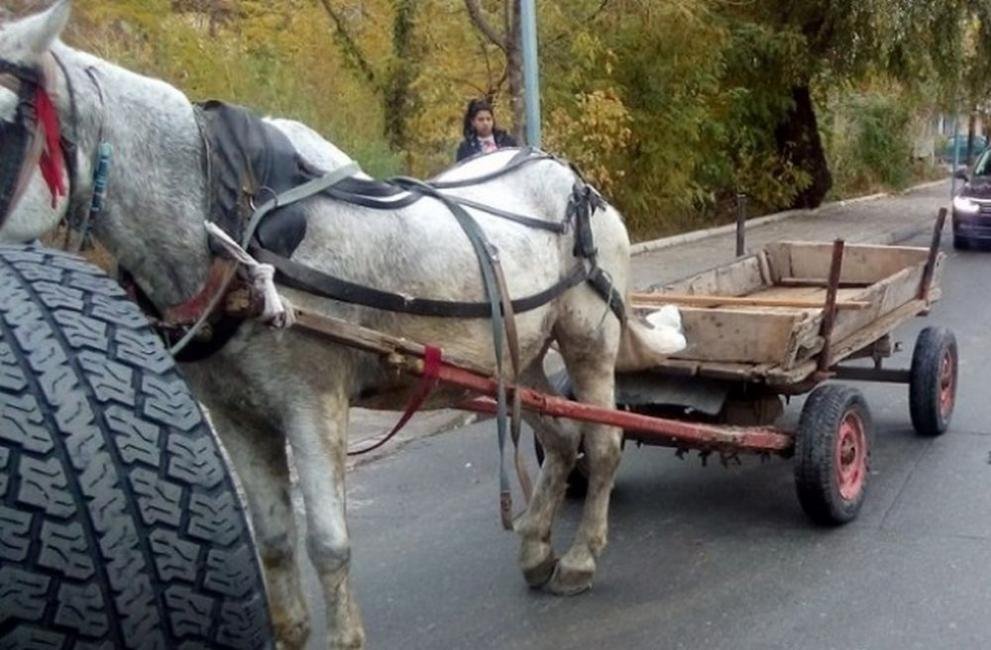 Каруца без надзор в Кърджали: кон потегли сам и удари чакащ автомобил