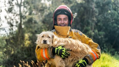 Куче се качи на покрив в Кърджали: пожарникари го свалиха с техническа помощ