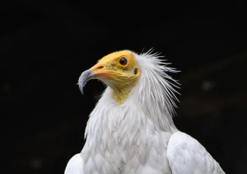 &bdquo;Училището за лешояди&ldquo; край Поточница отново посрещна нови птици