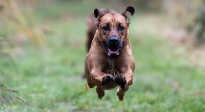 Нападение на ловни кучета в Момчилград: 78-годишна е в болница, собственикът е задържан