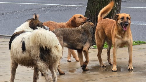 Бездомни кучета нахапаха трима в Кърджали по Великден: 442 повиквания към Спешна помощ за четири дни