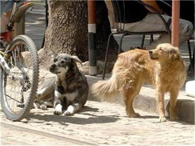 Велосипедист осъди общината в Кърджали след нападение от бездомни кучета