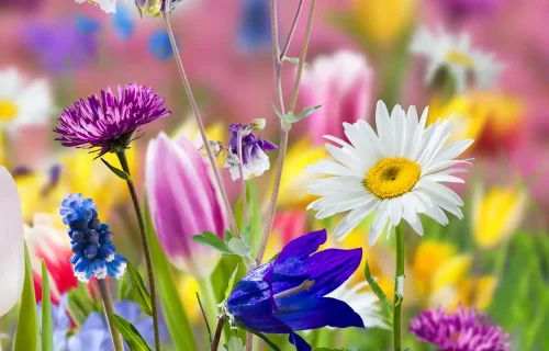 Приятно пролетно време очаква Кърджали на 15 април