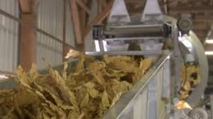 Тютюнопроизводителите искат месец отсрочка за регистрация за 2026 г.: &bdquo;Много стопани не могат да съберат документите навреме&ldquo;