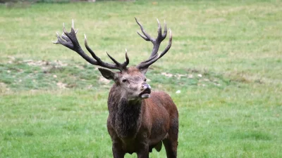 Останки от благороден елен край Ардино: прокуратурата проверява сигнал за незаконен лов
