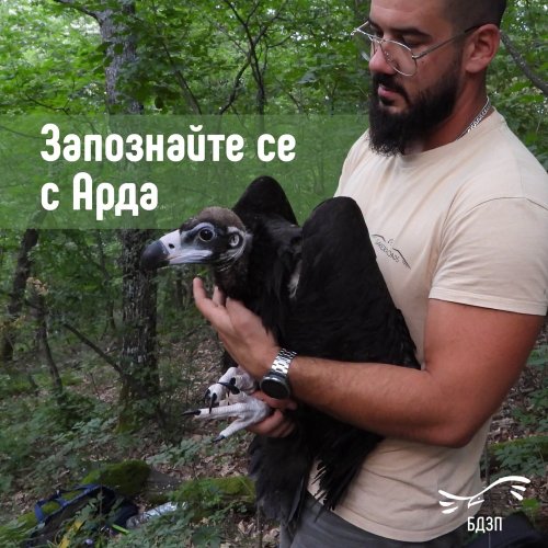 Символ на надеждата: Черното лешоядче Арда е второто излюпено в Източните Родопи от 30 години насам