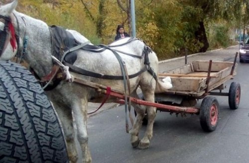 Каруца без надзор в Кърджали: кон потегли сам и удари чакащ автомобил