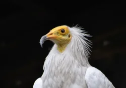 &bdquo;Училището за лешояди&ldquo; край Поточница отново посрещна нови птици