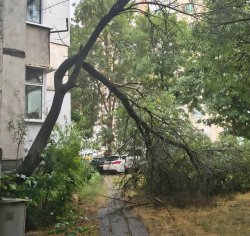 Адсурд в Кърджали: Общината обяви дърво за &bdquo;безопасно&ldquo;, бурята го прекърши върху тротоара