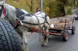 Каруца без надзор в Кърджали: кон потегли сам и удари чакащ автомобил